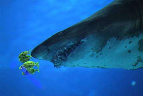 В Гонконге открылся крупнейший аквариум планеты