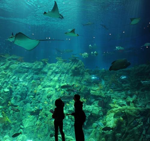 В Гонконге открылся крупнейший аквариум планеты