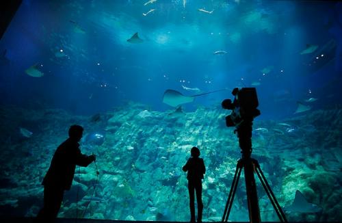 В Гонконге открылся крупнейший аквариум планеты