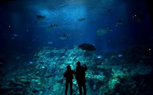 В Гонконге открылся крупнейший аквариум планеты