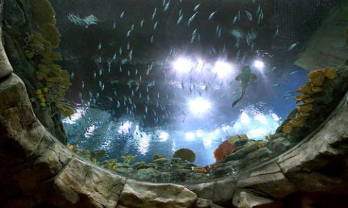 В Гонконге открылся крупнейший аквариум планеты