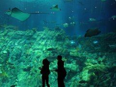 В Гонконге открылся крупнейший аквариум планеты