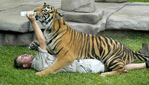 Трюки «Охотника за крокодилами»