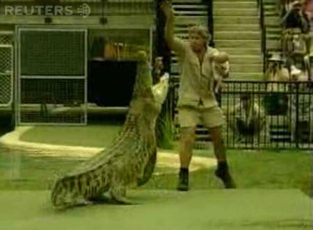 Трюки «Охотника за крокодилами»