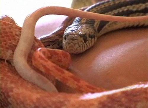 В Израиле практикуют массаж со змеями