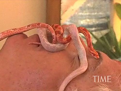 В Израиле практикуют массаж со змеями