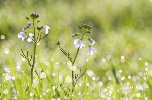 Лучший садово-парковые фотографии