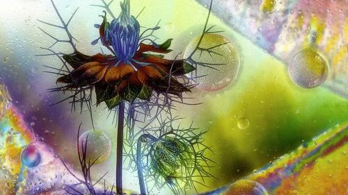 Лучший садово-парковые фотографии