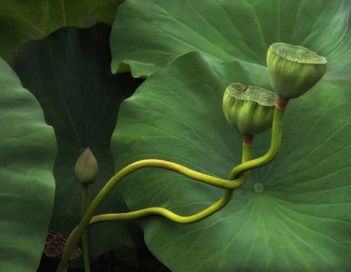 Лучший садово-парковые фотографии