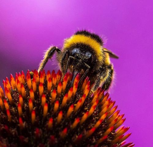 Лучший садово-парковые фотографии
