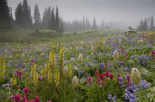 Лучший садово-парковые фотографии