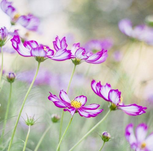 Лучший садово-парковые фотографии