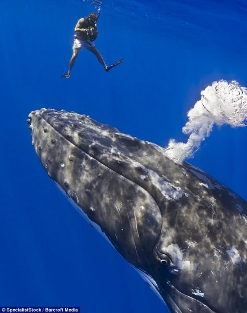 Самка горбатого кита станцевала с  дайвером