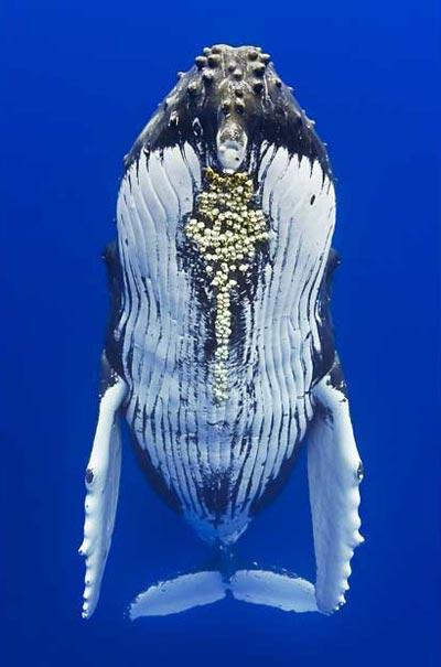 Самка горбатого кита станцевала с  дайвером