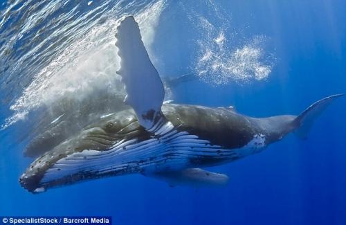 Самка горбатого кита станцевала с  дайвером