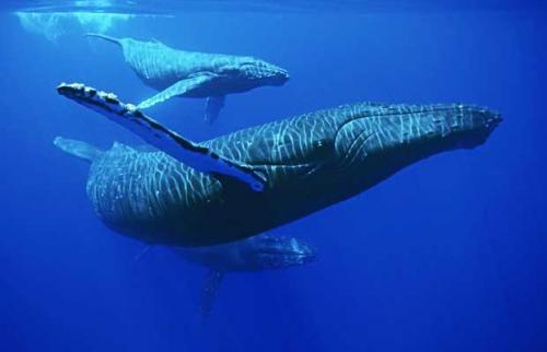 Самка горбатого кита станцевала с  дайвером
