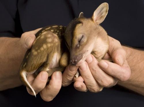 Самые милые фотографии детенышей животных со всего интернета