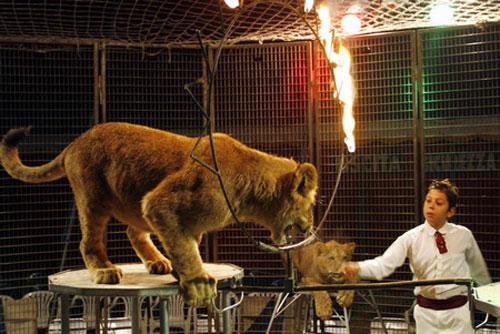 На арене — 8-летний  укротитель хищников!