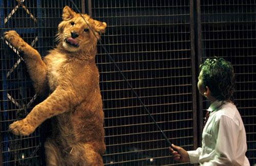 На арене — 8-летний  укротитель хищников!