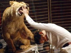 На арене — 8-летний  укротитель хищников!