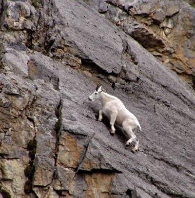 Козлы-скалолазы шокируют своими навыками