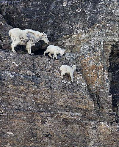 Козлы-скалолазы шокируют своими навыками