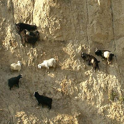 Козлы-скалолазы шокируют своими навыками