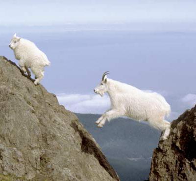 Козлы-скалолазы шокируют своими навыками