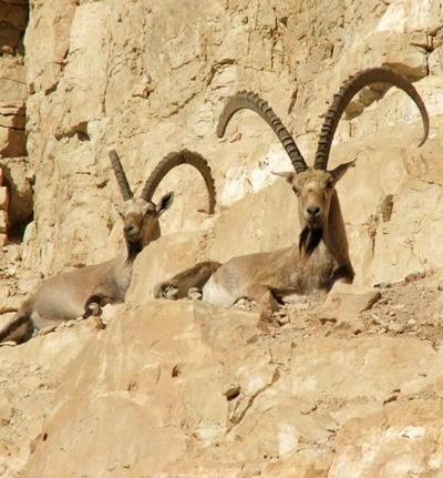 Козлы-скалолазы шокируют своими навыками