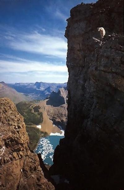 Козлы-скалолазы шокируют своими навыками