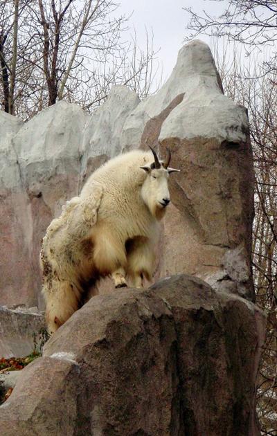 Козлы-скалолазы шокируют своими навыками