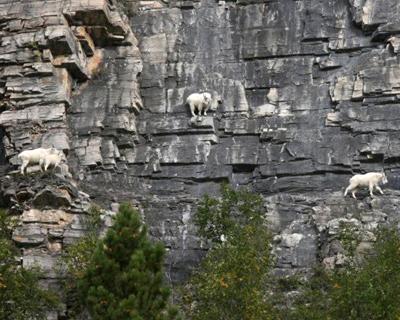 Козлы-скалолазы шокируют своими навыками