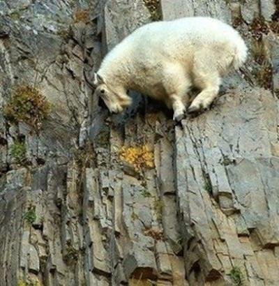 Козлы-скалолазы шокируют своими навыками