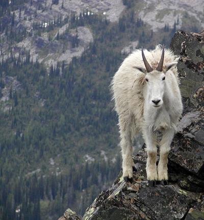 Козлы-скалолазы шокируют своими навыками