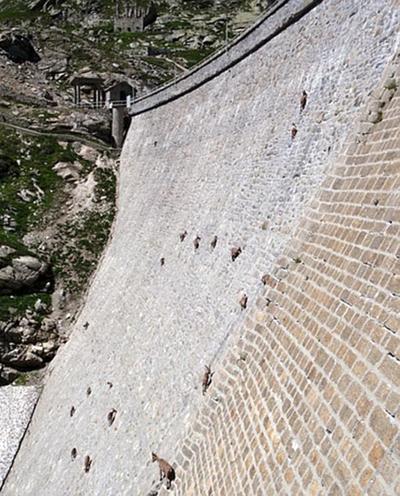 Козлы-скалолазы шокируют своими навыками