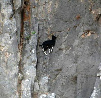 Козлы-скалолазы шокируют своими навыками