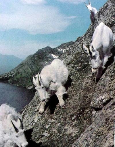 Козлы-скалолазы шокируют своими навыками