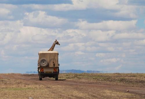 Финалисты конкурса «Смешные фотографии дикой природы»