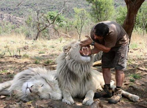 Бывший физиолог стал другом хищникам в дикой природе