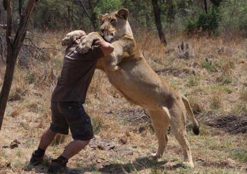 Бывший физиолог стал другом хищникам в дикой природе