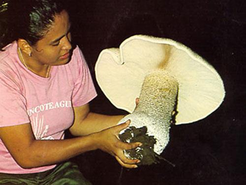 Мексиканцы нашли гриб размером с годовалого ребенка