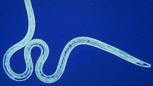 25 самых необычных и опасных паразитов