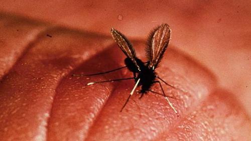 25 самых необычных и опасных паразитов
