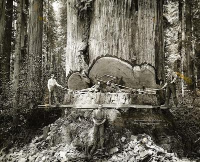Невероятные подвиги калифорнийских лесорубов