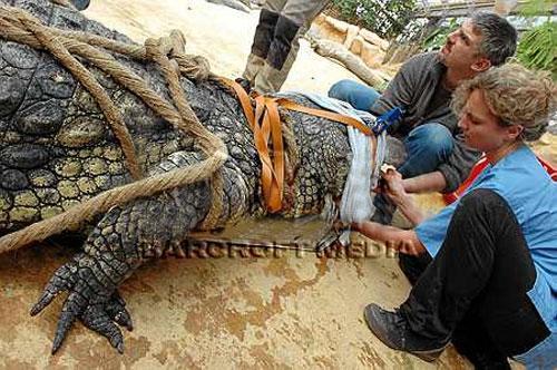 Самые удивительные операции на животных