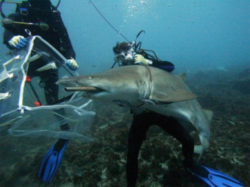 Самые удивительные операции на животных