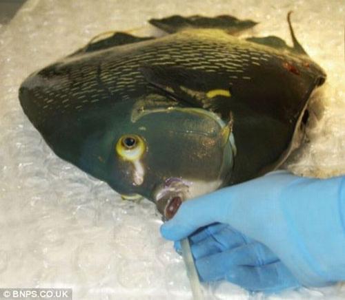 Самые удивительные операции на животных