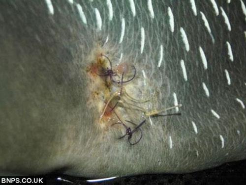 Самые удивительные операции на животных