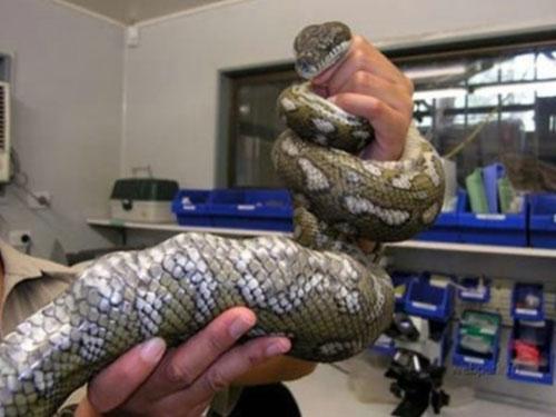 Самые удивительные операции на животных