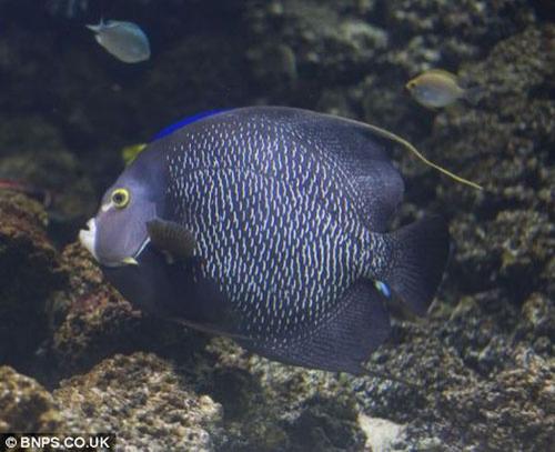 Самые удивительные операции на животных